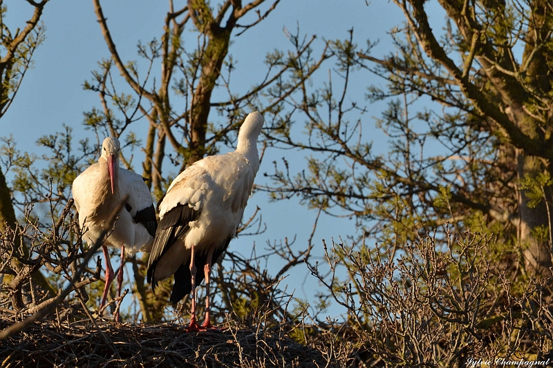 Cigognes blanchesAiguamolls_.JPG